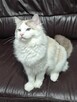 Kocurek Ragdoll - 10