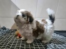 Piesek Shih Tzu tricolor - 5