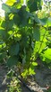 Sprzedam Sadzonki Winogrona Odmiany Swedson Red - 7