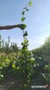 Sprzedam Sadzonki Winogrona Odmiany Swedson Red - 3