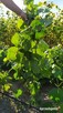 Sprzedam Sadzonki Winogrona Odmiany Swedson Red - 4