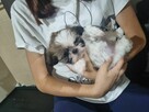 Malutka suczka rasy Shih Tzu tricolor - 3