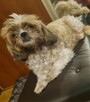 Malutka suczka rasy Shih Tzu tricolor - 4