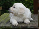 Golden retriever - 13