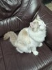 Kocurek Ragdoll - 2