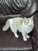 Kocurek Ragdoll - 6