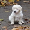 Golden retriever - 8