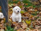 Golden retriever - 9