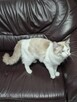 Kocurek Ragdoll - 7