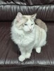 Kocurek Ragdoll - 8