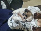 Malutka suczka rasy Shih Tzu tricolor - 5