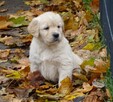 Golden retriever - 7