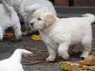 Golden retriever - 4