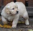 Golden retriever - 3