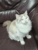 Kocurek Ragdoll - 5
