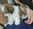 Piesek Shih Tzu tricolor - 6