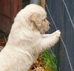 Golden retriever - 10