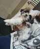 Malutka suczka rasy Shih Tzu tricolor - 2