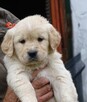 Golden retriever - 2