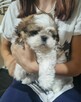 Piesek Shih Tzu tricolor - 4