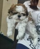 Piesek Shih Tzu tricolor - 2