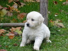 Golden retriever - 6