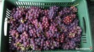 Sprzedam Sadzonki Winogrona Odmiany Swedson Red - 6