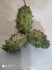 Dynie, kiwano, uprawy bez chemii - 5