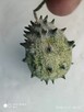 Dynie, kiwano, uprawy bez chemii - 13