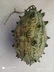 Dynie, kiwano, uprawy bez chemii - 12