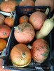 Dynie, kiwano, uprawy bez chemii - 6