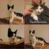 Szósteczka i Gray szukają domów - 2