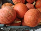 Dynie, kiwano, uprawy bez chemii - 9