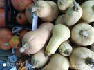 Dynie, kiwano, uprawy bez chemii - 2