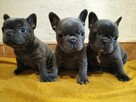 Buldog Francuski - 5