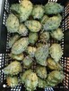 Dynie, kiwano, uprawy bez chemii - 4