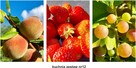 obrazy, plakaty PREMIUM, kuchnia, zestaw 3szt. A3, wzory... - 13