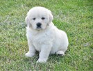 Golden retriever - 1