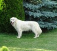 Golden retriever - 15