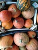 Dynie, kiwano, uprawy bez chemii - 7