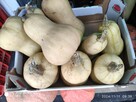 Dynie, kiwano, uprawy bez chemii - 10