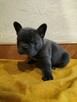 Buldog Francuski - 4