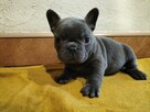 Buldog Francuski - 2