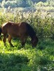 Sprzedam - 13