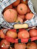 Dynie, kiwano, uprawy bez chemii - 8