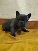 Buldog Francuski - 3