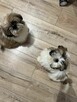 shih tzu - 3