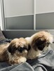 shih tzu - 2