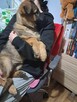 Suczka owczarek niemiecki krótkowłosy - 12