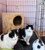Błagam o uratowanie życia kotkom one nie przeżyją zimy Boles - 3